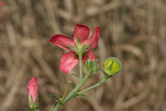 Hibiscus praeteritus