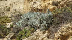 Helichrysum melitense