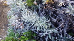 Helichrysum melitense
