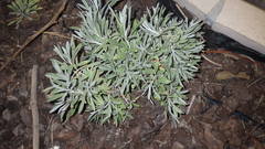 Helichrysum melitense