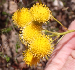 Senecio chrysocoma