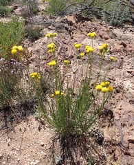 Senecio chrysocoma