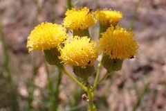 Senecio chrysocoma