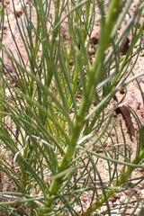 Senecio chrysocoma