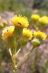 Senecio chrysocoma