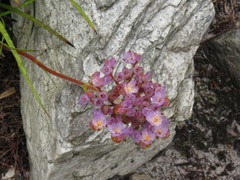 Dilatris pillansii