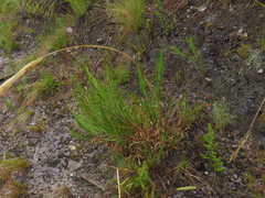 Pentameris obtusifolia