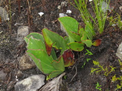 Mairia coriacea