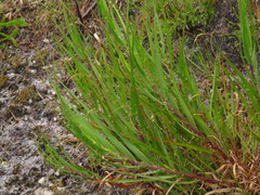 Pentameris obtusifolia