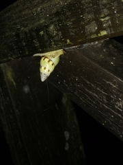 Amphidromus hamatus