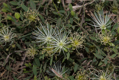 Maerua juncea