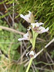 Prasophyllum suttonii