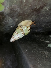 Amphidromus hamatus