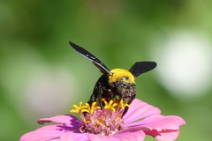 Xylocopa minor