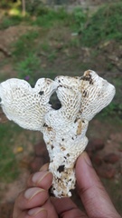 Favolus