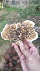 Favolus