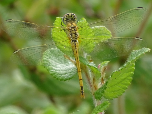 Photo of Nomad (Sympetrum fonscolombii)