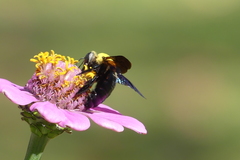 Xylocopa minor