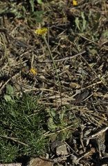 Arnoseris minima