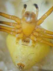 Theridion quadratum