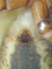 Anarrhotus fossulatus