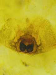 Anarrhotus fossulatus