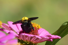 Xylocopa minor