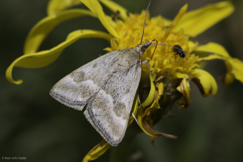 One-banded Pyrausta photo 5