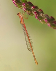 Agriocnemis pygmaea