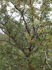 Vachellia exuvialis