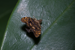 Choreutis metallica