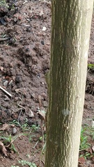 Calotes versicolor