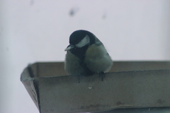 Parus major