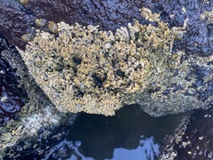 Galeolaria caespitosa