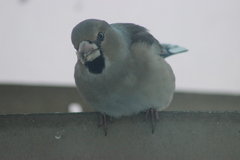 Coccothraustes coccothraustes