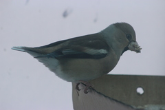 Coccothraustes coccothraustes