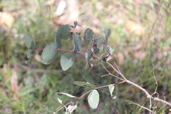 Eucalyptus dalrympleana