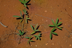 Tephrosia lupinifolia