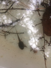 Lithobates sylvaticus