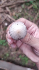 Fungi