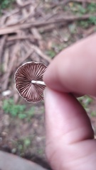 Fungi