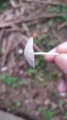 Fungi