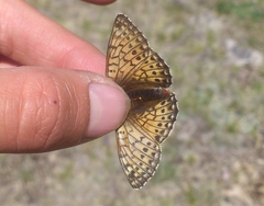 Boloria altaica