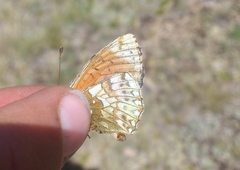 Boloria altaica