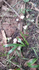 Fungi