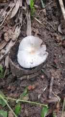 Fungi
