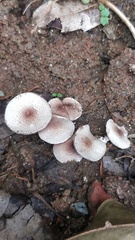 Fungi