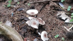 Fungi