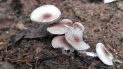 Fungi