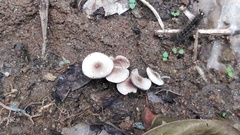 Fungi